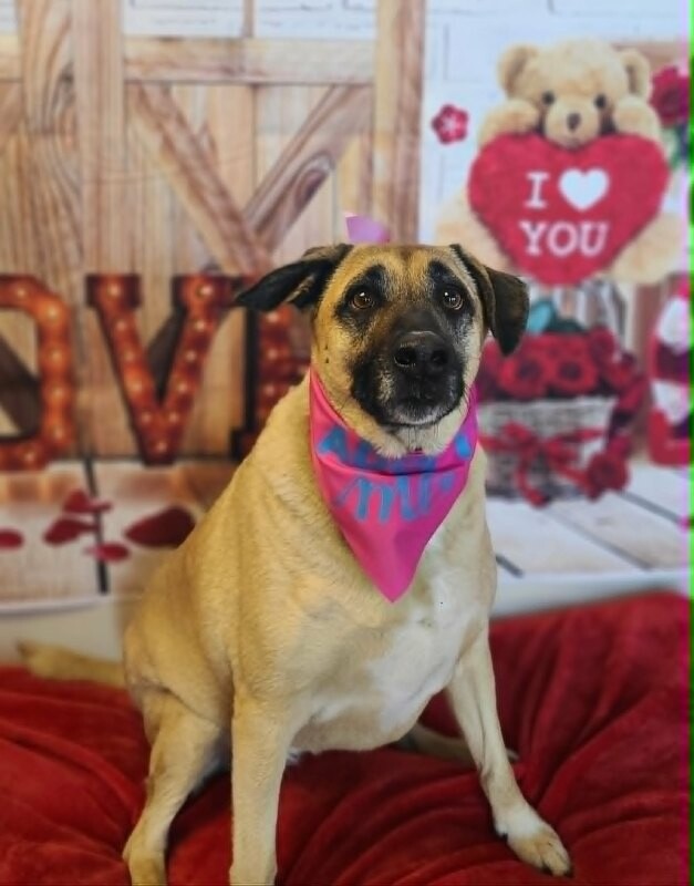 Picture of the Animal Listed