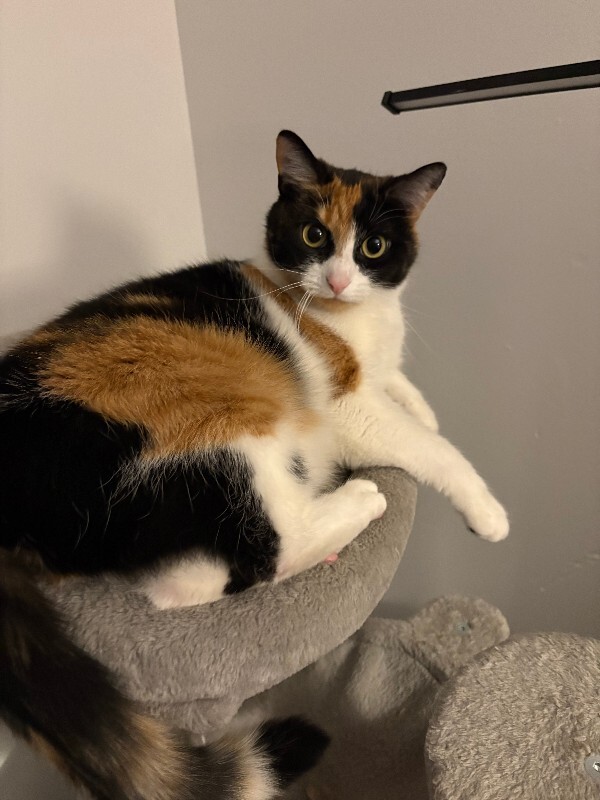 Picture of the Animal Listed