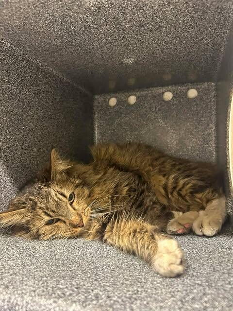 Picture of the Animal Listed