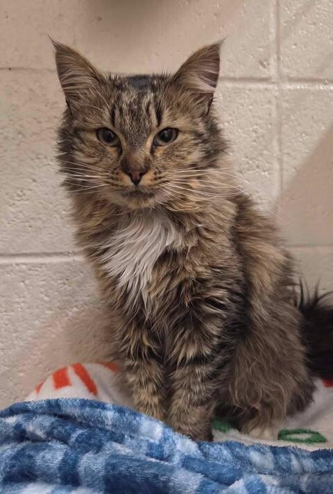 Picture of the Animal Listed