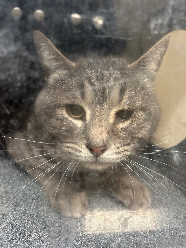 Picture of the Animal Listed