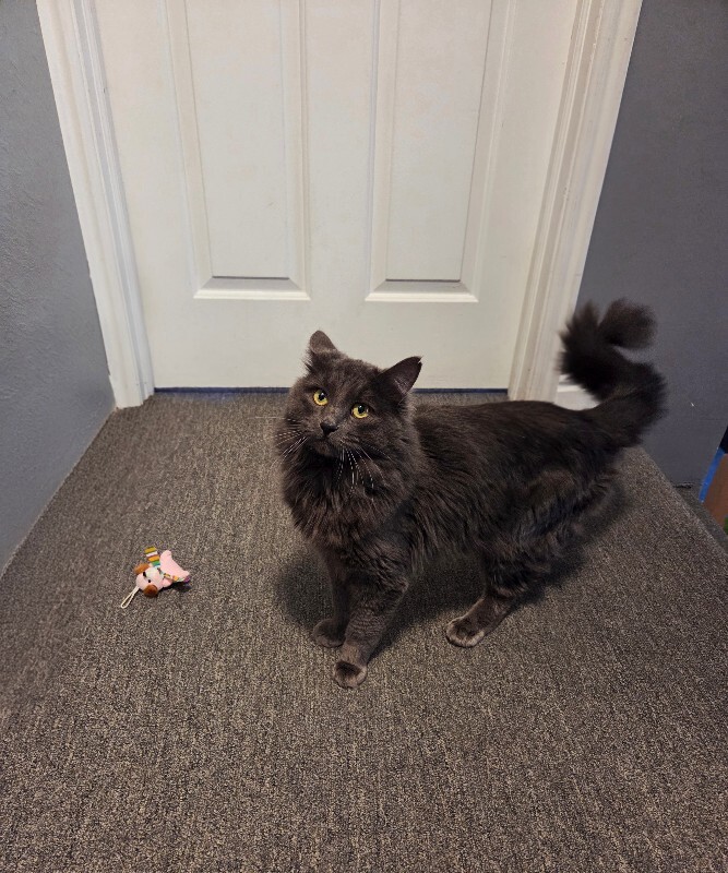 Picture of the Animal Listed