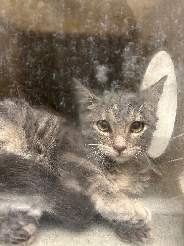 Picture of the Animal Listed