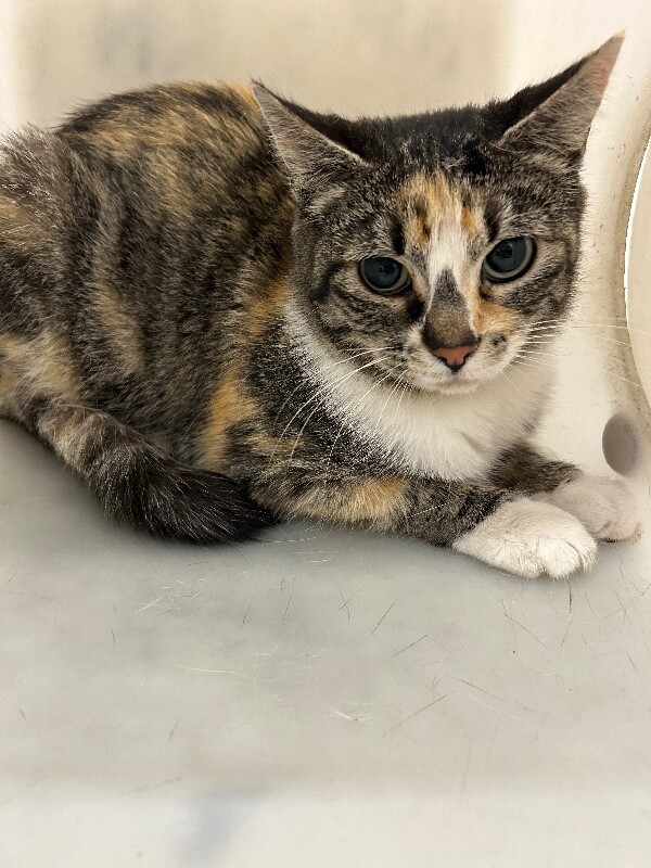 Picture of the Animal Listed