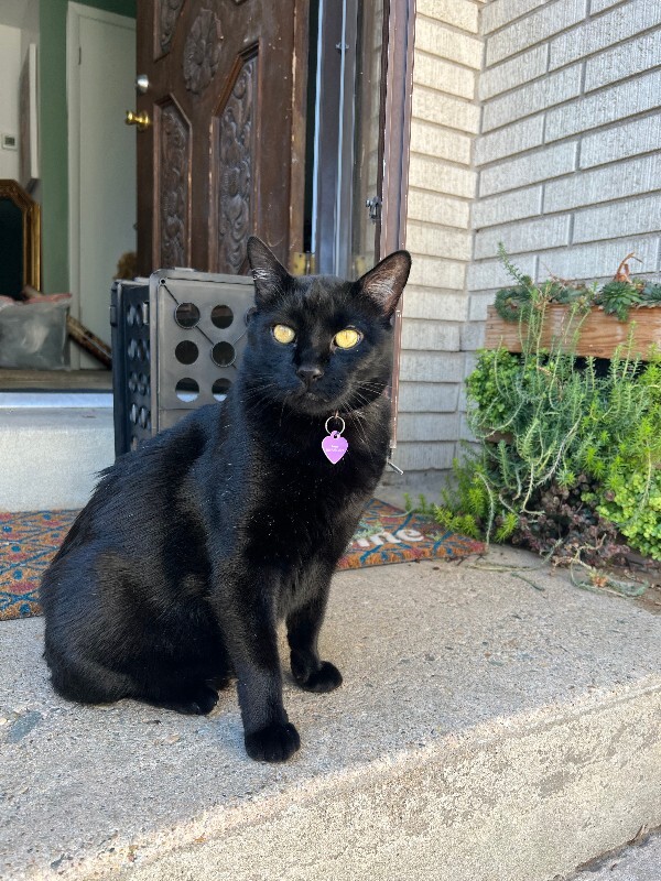 Picture of the Animal Listed