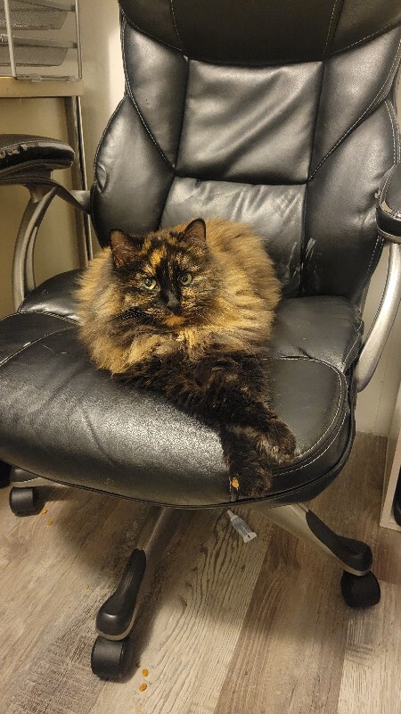 Picture of the Animal Listed