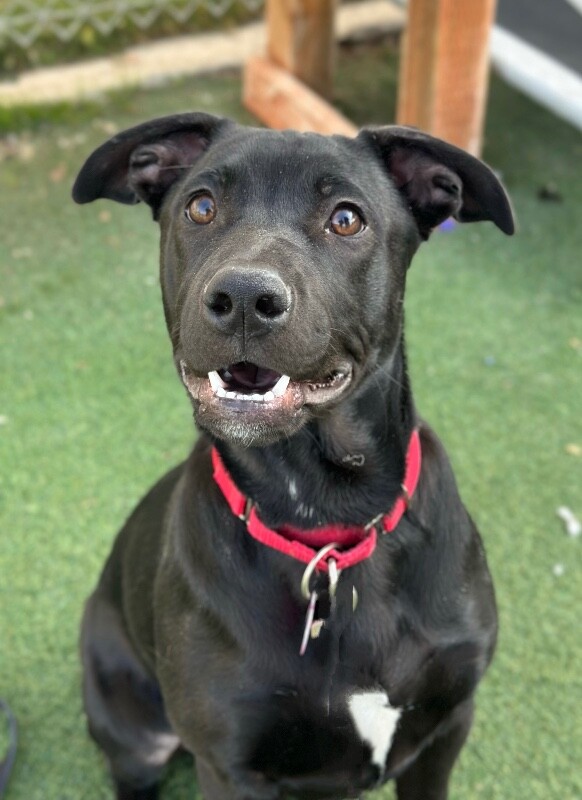 Picture of the Animal Listed