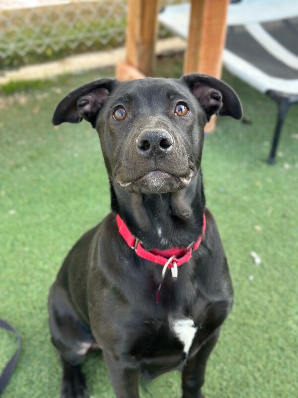 Picture of the Animal Listed