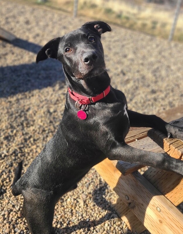 Picture of the Animal Listed