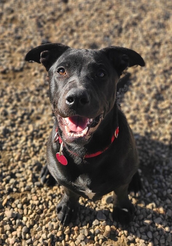 Picture of the Animal Listed