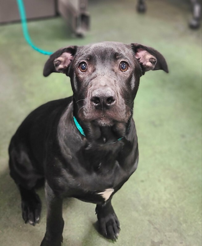 Picture of the Animal Listed