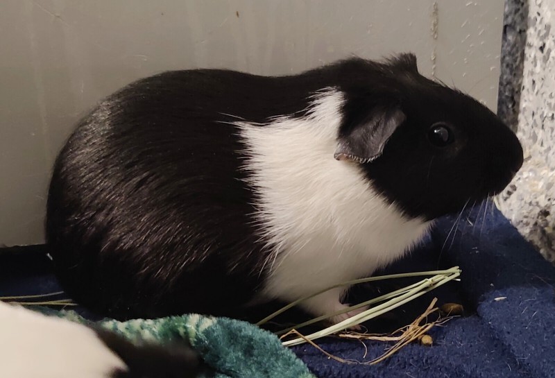 Picture of the Animal Listed