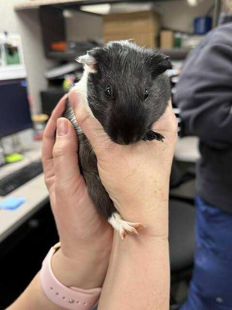 Picture of the Animal Listed