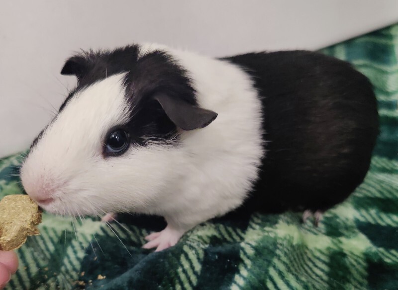 Picture of the Animal Listed