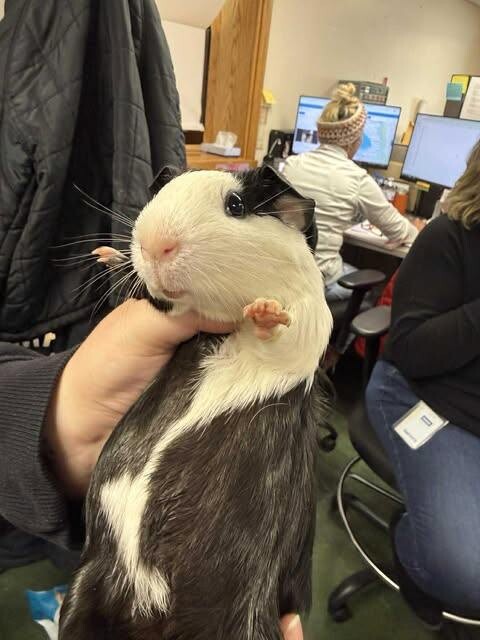 Picture of the Animal Listed