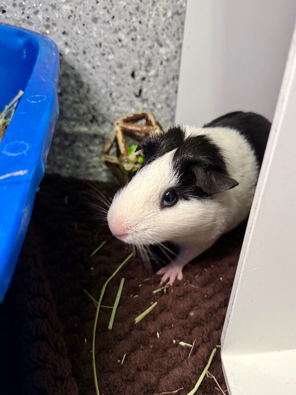 Picture of the Animal Listed