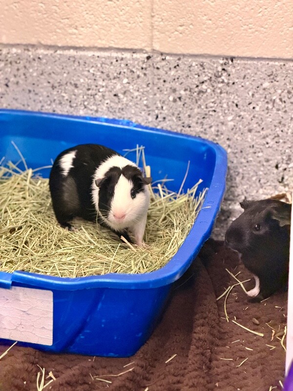 Picture of the Animal Listed
