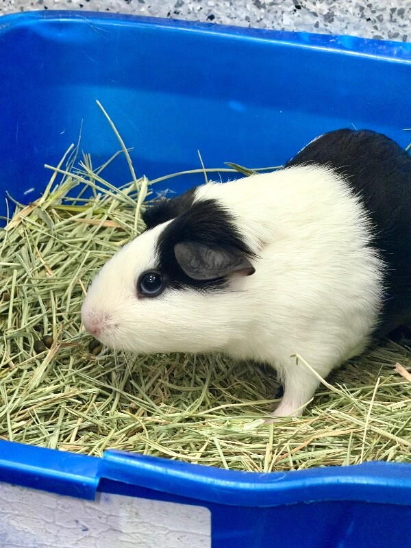 Picture of the Animal Listed