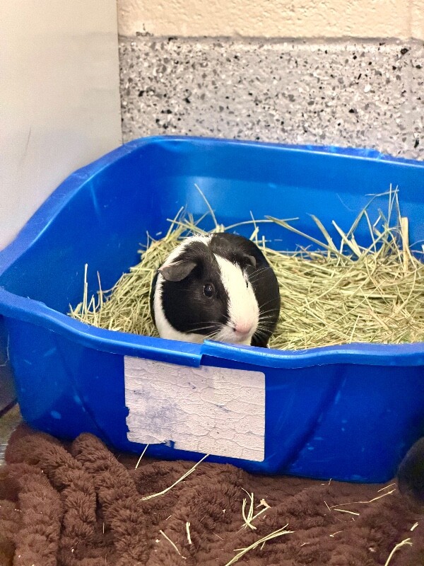 Picture of the Animal Listed