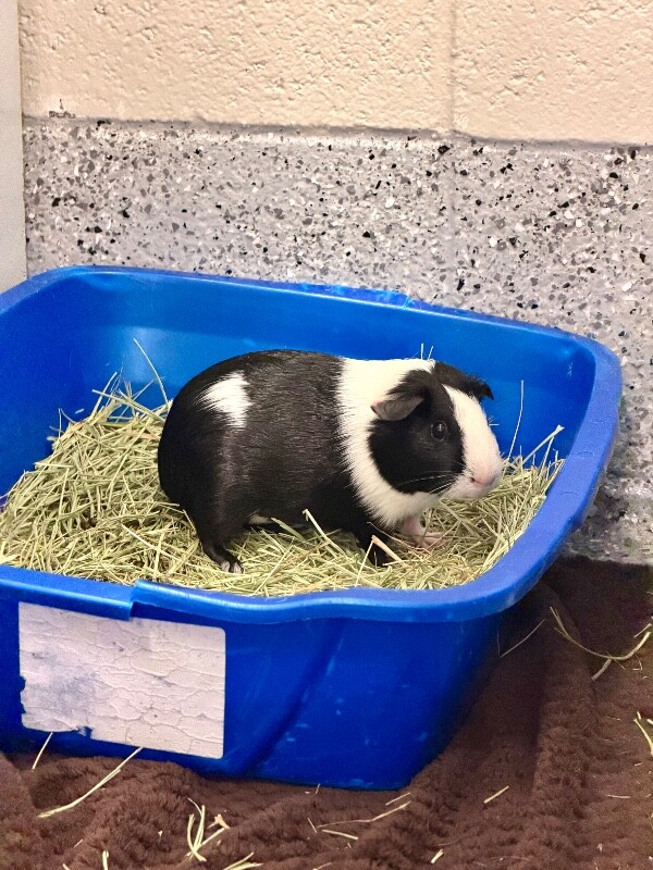 Picture of the Animal Listed