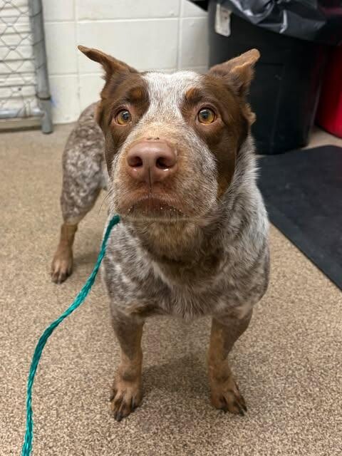 Picture of the Animal Listed