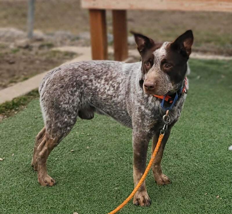 Picture of the Animal Listed