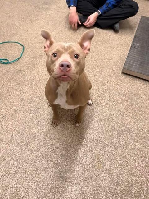 Picture of the Animal Listed