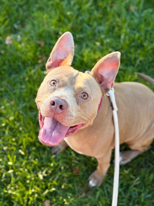 Picture of the Animal Listed