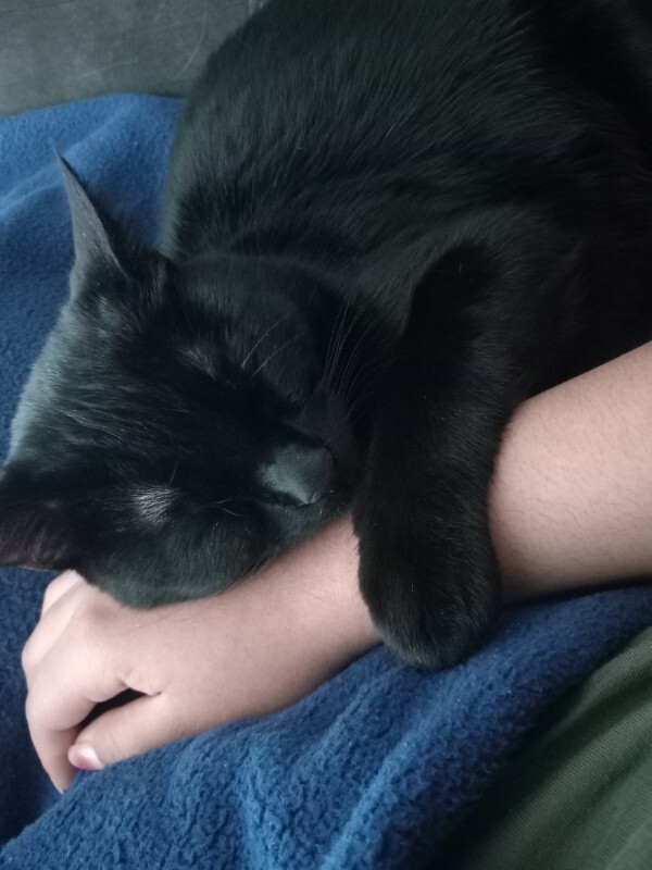 Picture of the Animal Listed