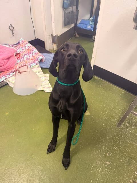 Picture of the Animal Listed