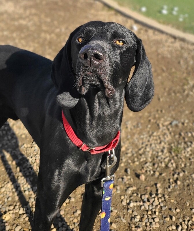 Picture of the Animal Listed