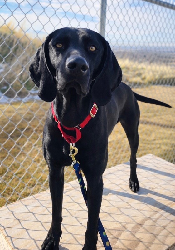 Picture of the Animal Listed