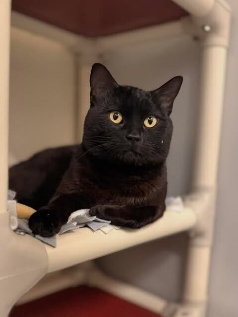 Picture of the Animal Listed