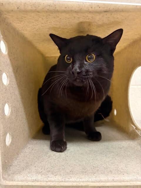 Picture of the Animal Listed