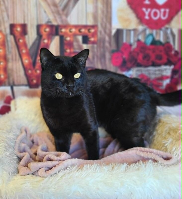 Picture of the Animal Listed