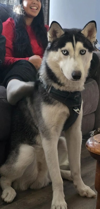 Picture of the Animal Listed