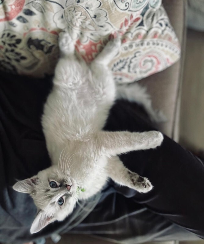 Picture of the Animal Listed