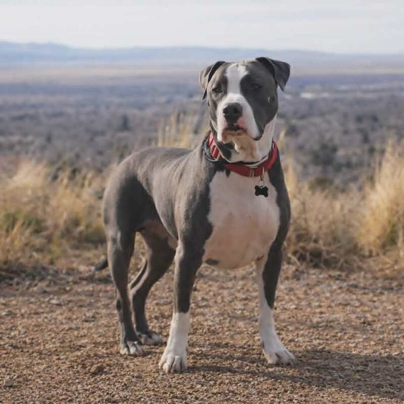 Picture of the Animal Listed