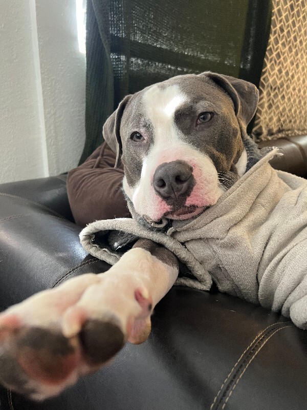 Picture of the Animal Listed