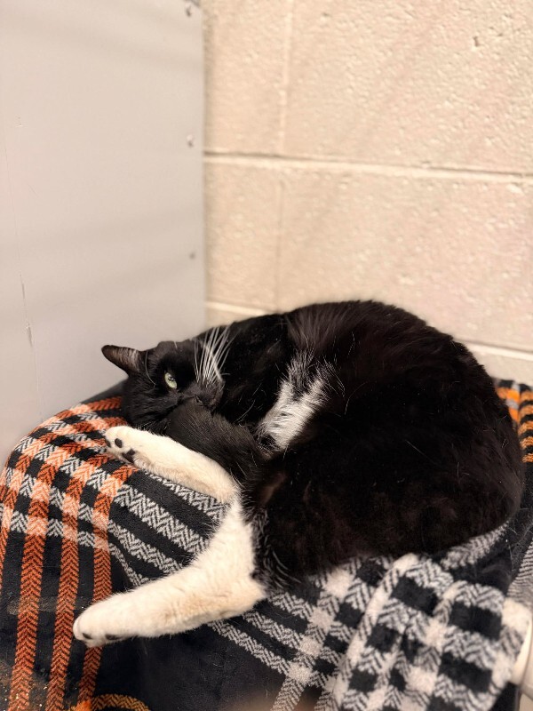 Picture of the Animal Listed