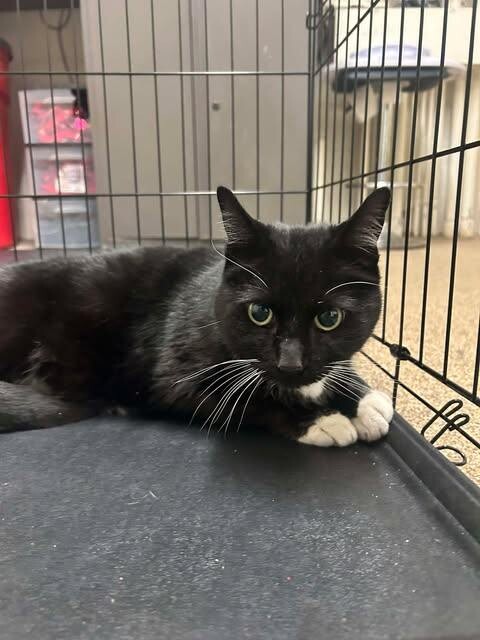 Picture of the Animal Listed