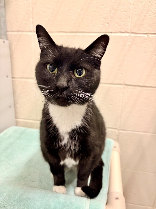 Picture of the Animal Listed