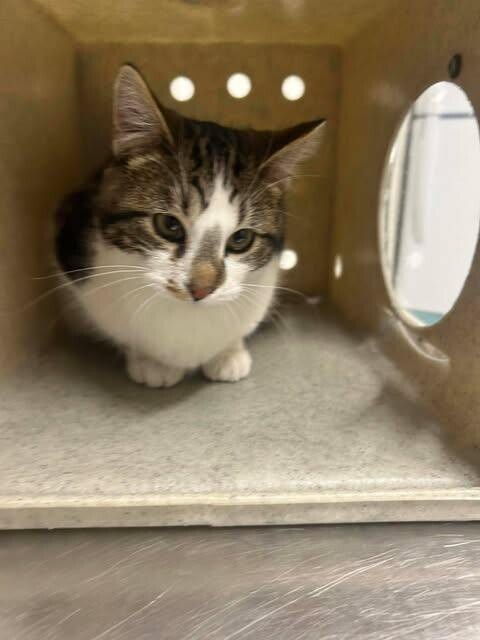 Picture of the Animal Listed