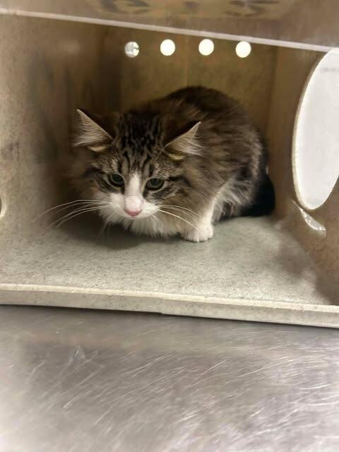 Picture of the Animal Listed