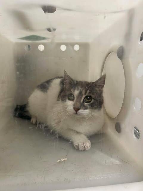 Picture of the Animal Listed