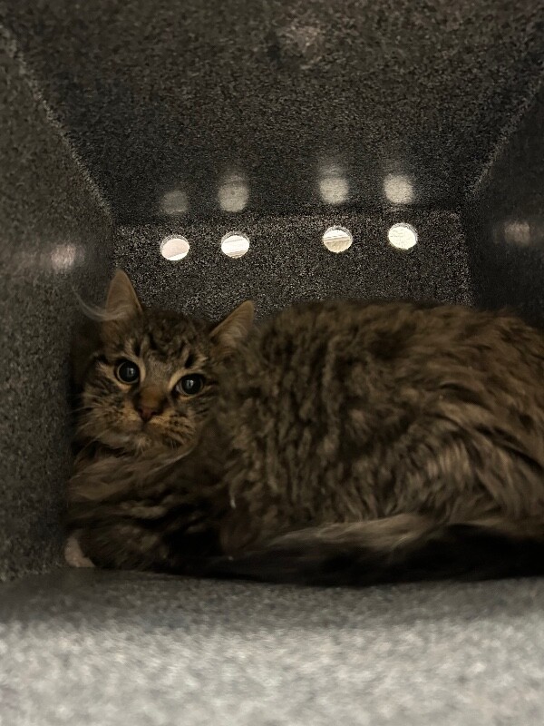 Picture of the Animal Listed