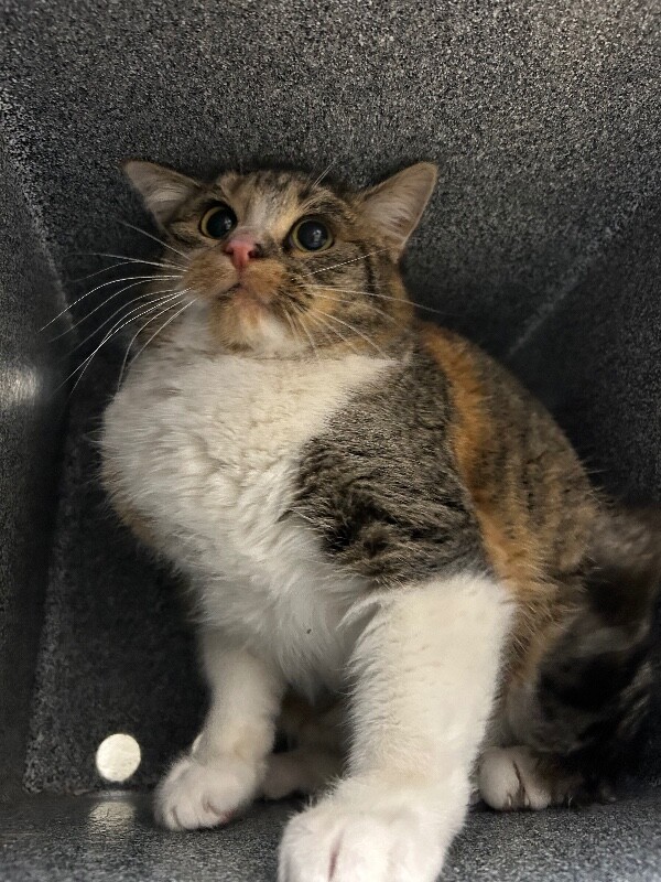 Picture of the Animal Listed