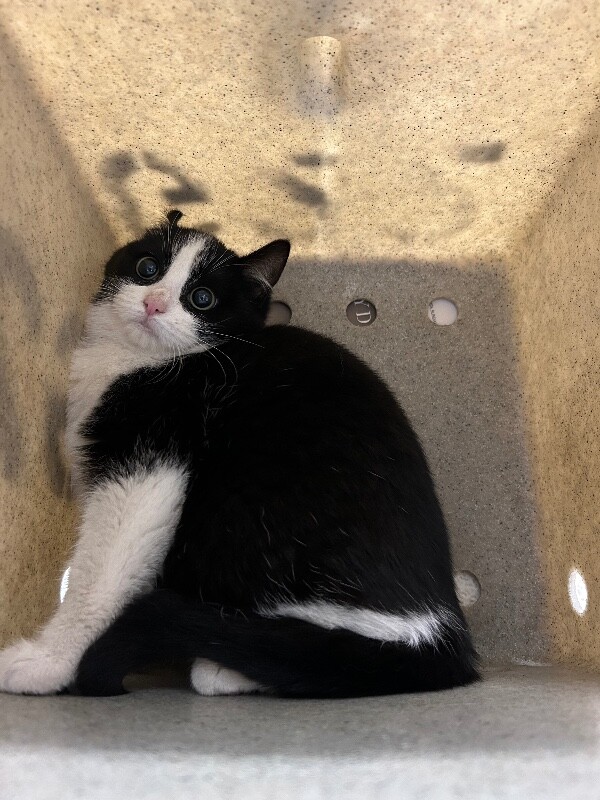 Picture of the Animal Listed