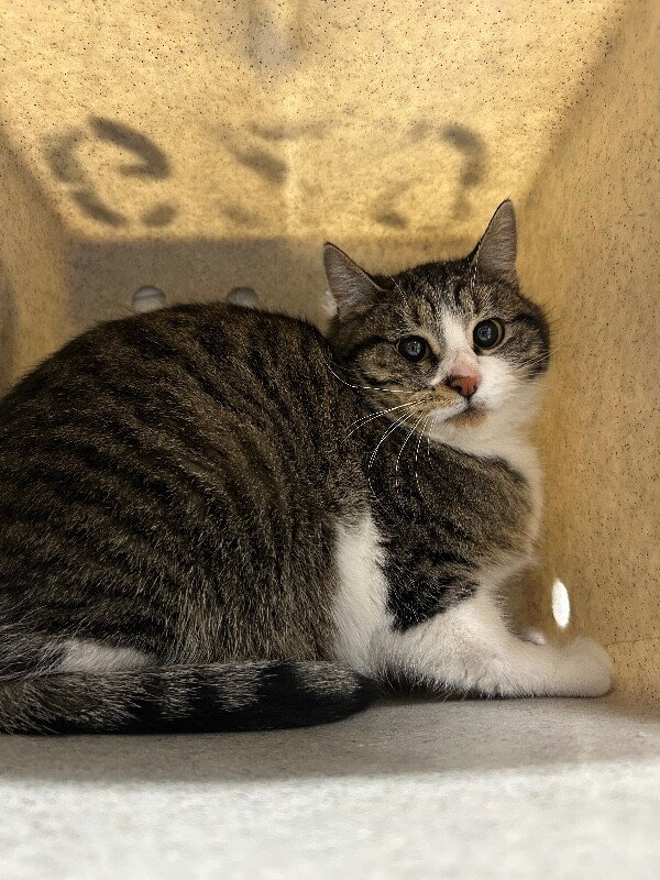 Picture of the Animal Listed