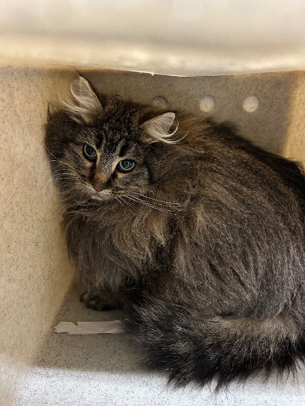 Picture of the Animal Listed